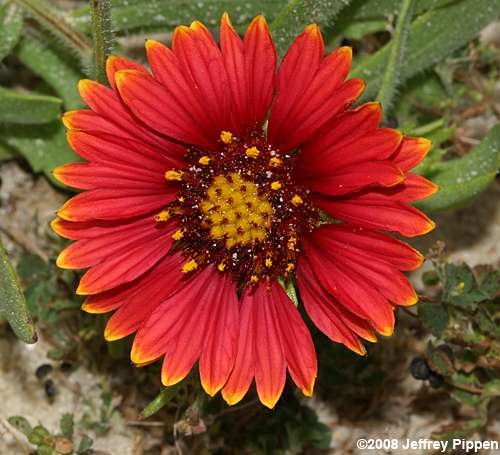 Indian-blanket, Firewheels, Beach Blanketflower (Gaillardia pulchella var. drummondii)