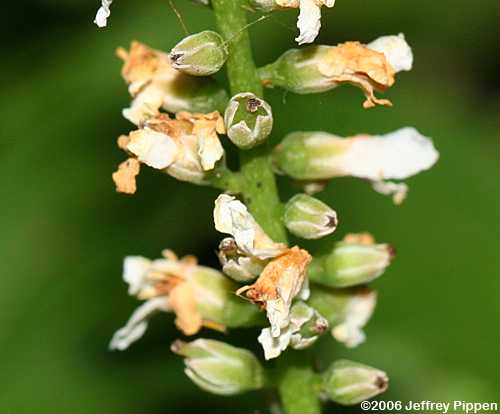 Galax (Galax urceolata)