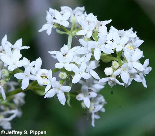 Northern Bedstraw (Galium boreale)