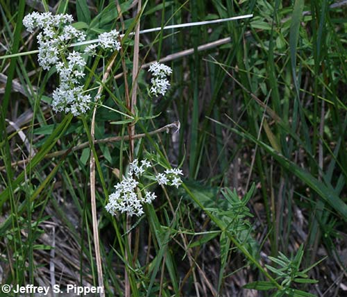Northern Bedstraw (Galium boreale)