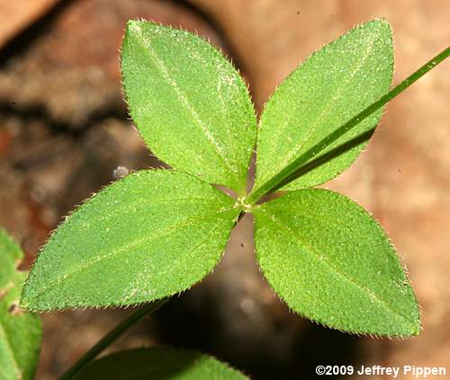 Hairy Bedstraw (Galium pilosum)