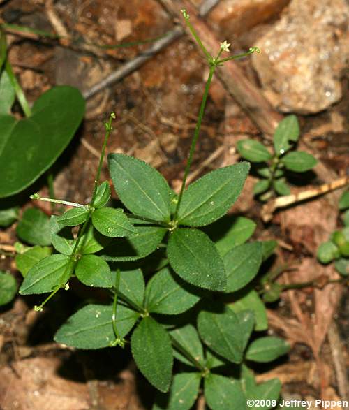 Hairy Bedstraw (Galium pilosum)