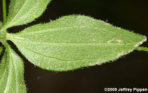 Hairy Bedstraw (Galium pilosum)