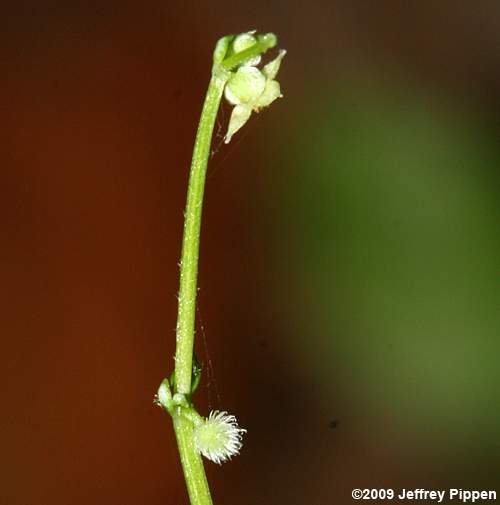 Hairy Bedstraw (Galium pilosum)