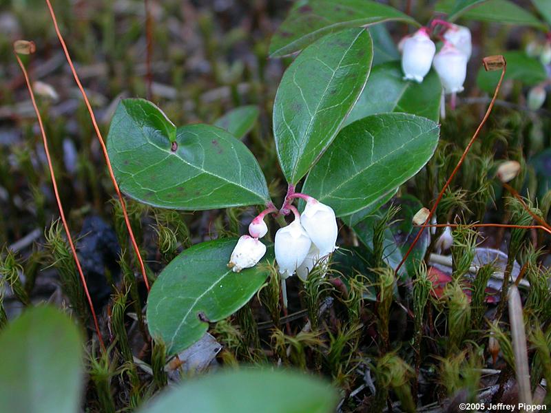 Wintergreen, Teaberry (Gaultheria procumbens)