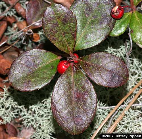 Wintergreen, Teaberry (Gaultheria procumbens)
