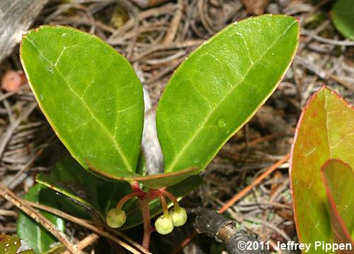 Wintergreen, Teaberry (Gaultheria procumbens)