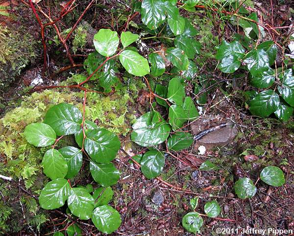 Salal (Gaultheria shallon)