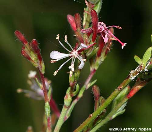 Southern Beeblossum, Southeastern Gaura (Gaura angustifolia)