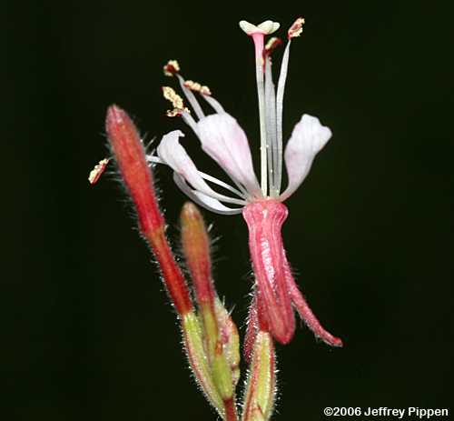 Southern Beeblossum, Southeastern Gaura (Gaura angustifolia)