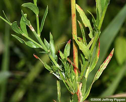 Southern Beeblossum, Southeastern Gaura (Gaura angustifolia)