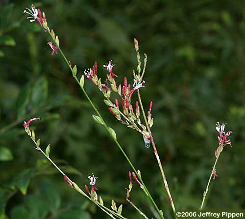 Southern Beeblossum, Southeastern Gaura (Gaura angustifolia)