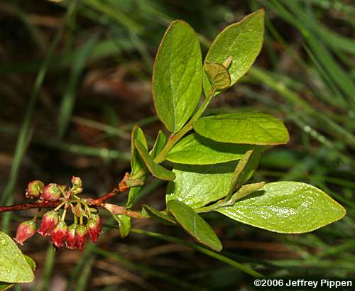 Black Huckleberry (Gaylussacia baccata)