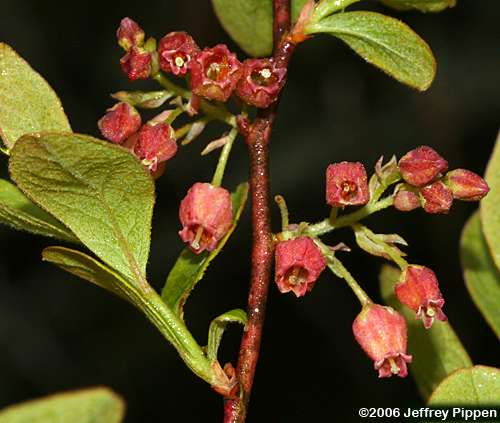Black Huckleberry (Gaylussacia baccata)