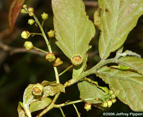 Bear Huckleberry (Gaylussacia ursina)