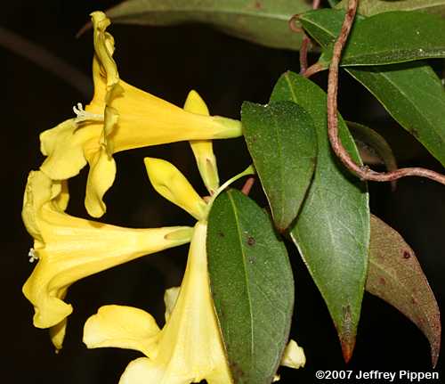 Carolina Jessamine (Gelsemium sempervirens)