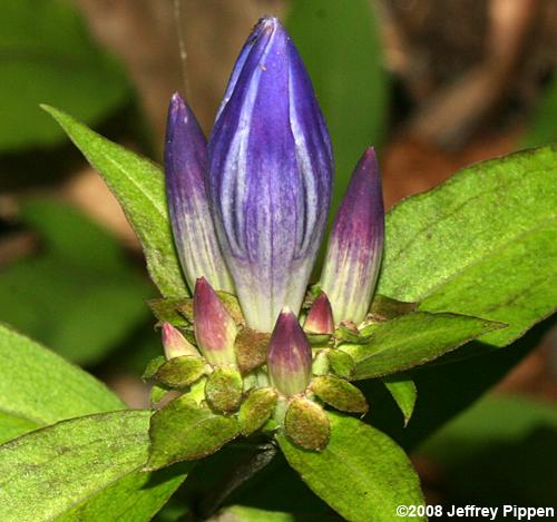 Appalachian Gentian (Gentiana austromontana)