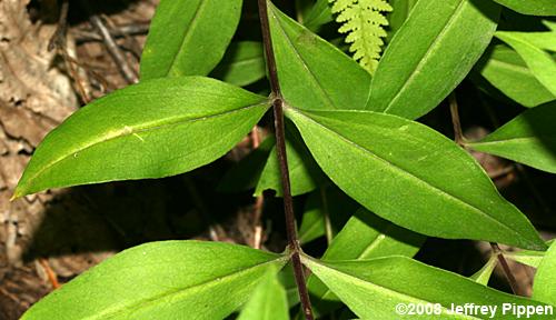 Appalachian Gentian (Gentiana austromontana)