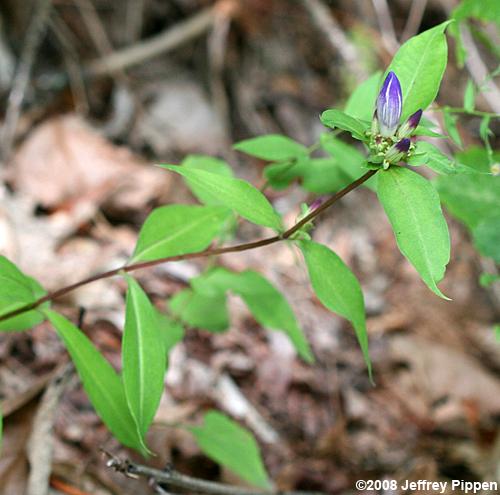 Appalachian Gentian (Gentiana austromontana)