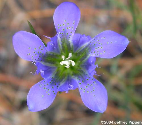 Pinebarren Gentian (Gentiana autumnalis)