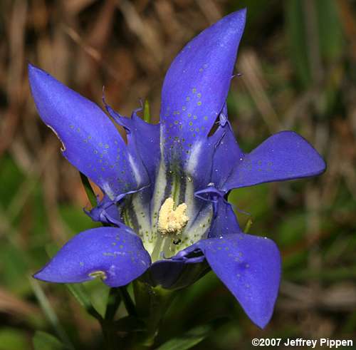 Pinebarren Gentian (Gentiana autumnalis)