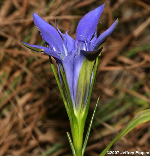 Pinebarren Gentian (Gentiana autumnalis)