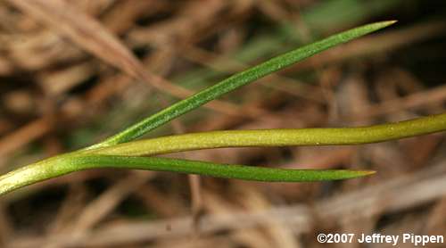 Pinebarren Gentian (Gentiana autumnalis)