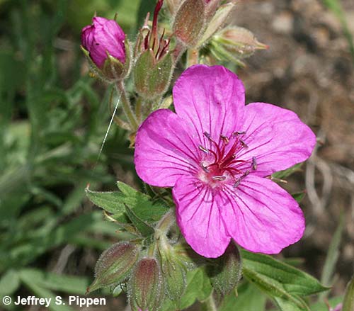 Sticky Purple Geranium (Geranium viscossisimum)