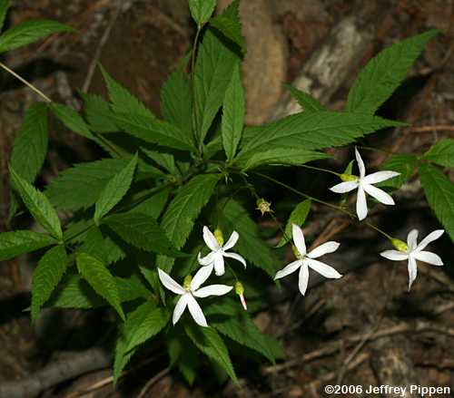 Mountain Indian Physic, Bowman's Root (Gillenia trifoliata)