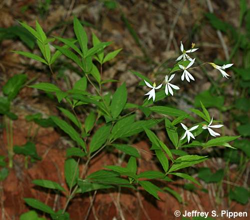 Mountain Indian Physic, Bowman's Root (Gillenia trifoliata)