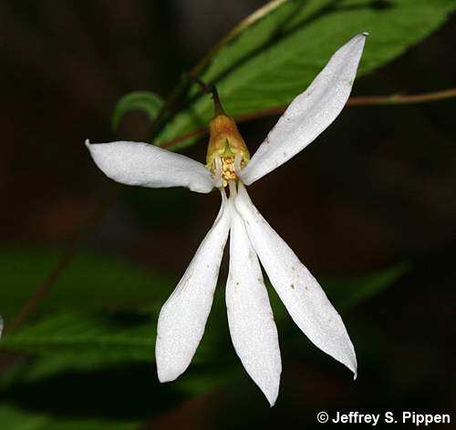 Mountain Indian Physic, Bowman's Root (Gillenia trifoliata)
