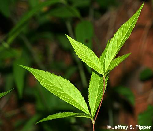 Mountain Indian Physic, Bowman's Root (Gillenia trifoliata)