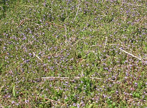 Creeping Charlie, Creeping Jenny, Gill-over-the-ground, Ground-ivy (Glechoma hederacea)