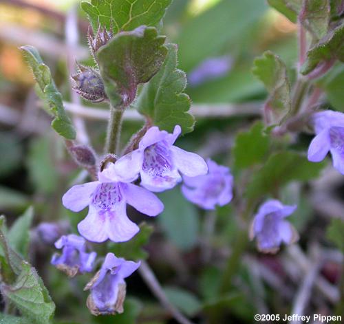 Creeping Charlie, Creeping Jenny, Gill-over-the-ground, Ground-ivy (Glechoma hederacea)