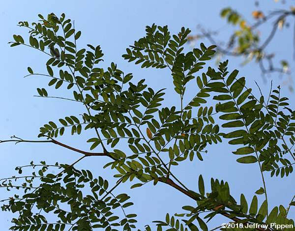 Honey Locust (Gleditsia triacanthos)
