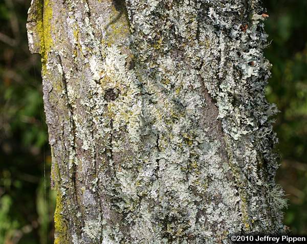 Honey Locust (Gleditsia triacanthos)