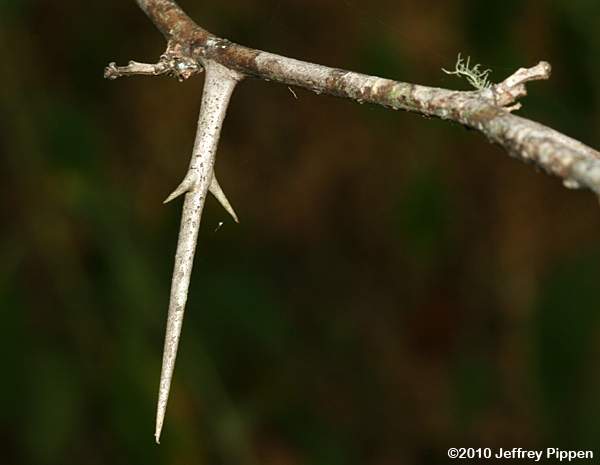 Honey Locust (Gleditsia triacanthos)