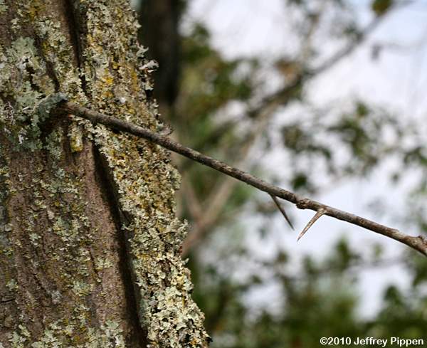 Honey Locust (Gleditsia triacanthos)