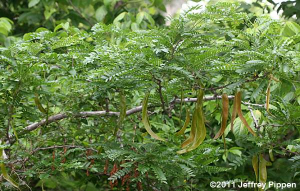 Honey Locust (Gleditsia triacanthos)