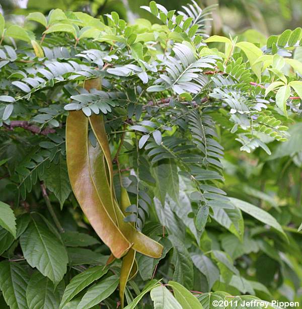 Honey Locust (Gleditsia triacanthos)