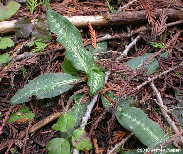 Western Rattlesnake-plantain, Giant Rattlesnake-plantain (Goodyera oblongifolia)
