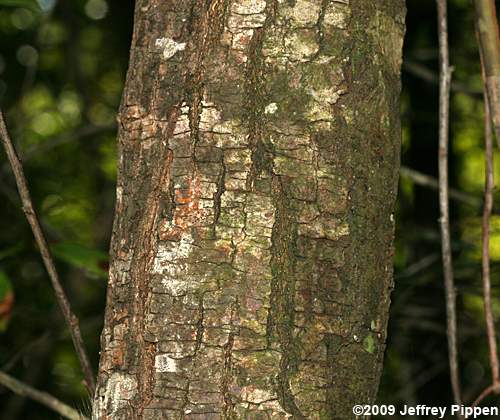 Loblolly Bay (Gordonia lasianthus)