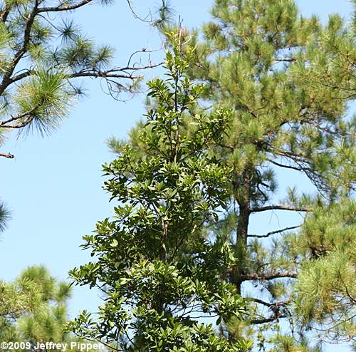 Loblolly Bay (Gordonia lasianthus)
