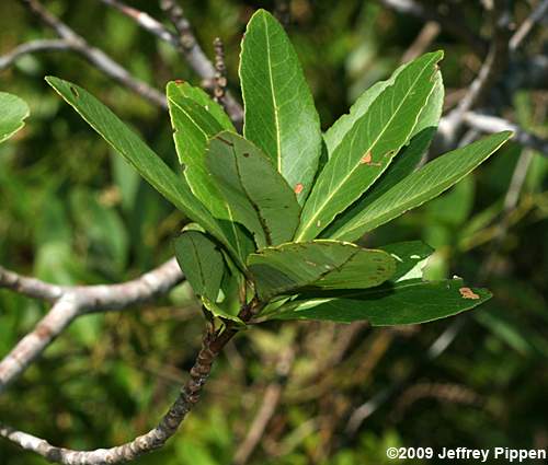 Loblolly Bay (Gordonia lasianthus)