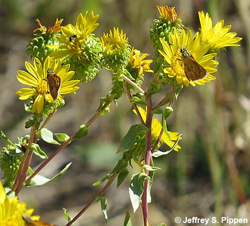 Curlycup Gumweed (Grindelia squarrosa)