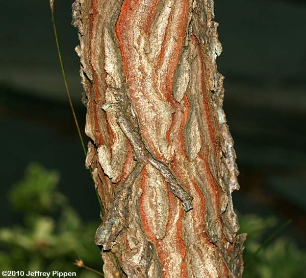 Gymnocladus dioica (Kentucky Coffeetree)