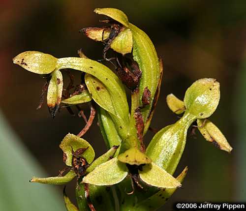 Water Spider Orchid, Floating Orchid (Habenaria repens)