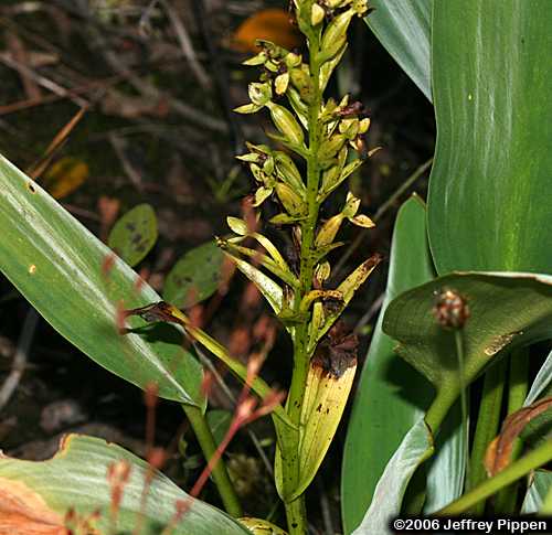 Water Spider Orchid, Floating Orchid (Habenaria repens)