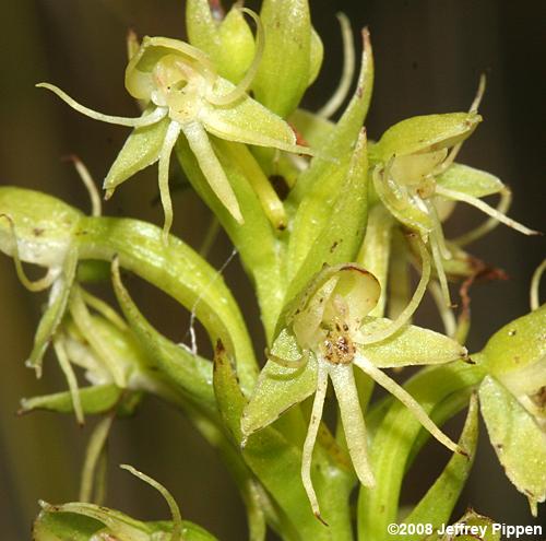 Water Spider Orchid, Floating Orchid (Habenaria repens)