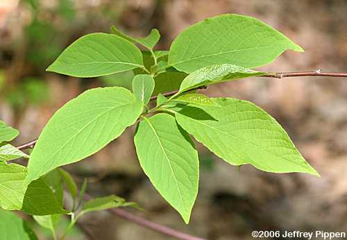 Mountain Silverbell (Halesia tetraptera)